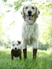 Happy-Mondays-Muddy-dogs